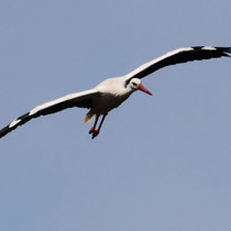 Cigogne blanche