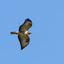 Buse variable