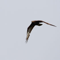 Buse variable