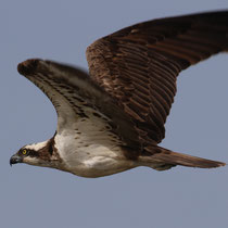 Balbuzard pêcheur
