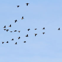 Grands Cormorans