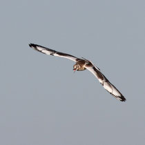 Mouette rieuse juvénile 