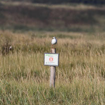 Mouette
