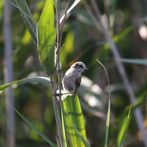 Rémiz penduline
