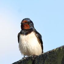 Hirondelle rustique