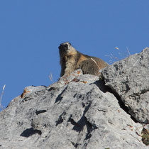Marmotte