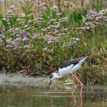 Echasse blanche juvénile
