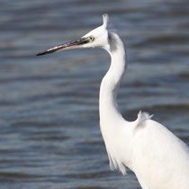 Aigrette garzette