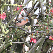 Pinson des arbres dans mon jardin