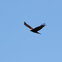 Buse variable