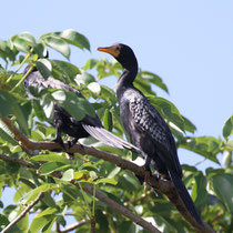 Cormoran africain