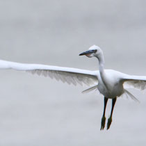 Aigrette garzette