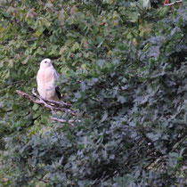 Buse variable