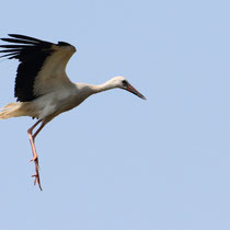 Cigogne blanche