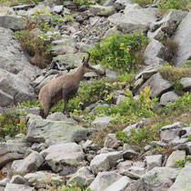 Chamois
