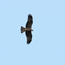 Buse variable