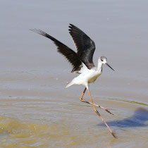 Echasse blanche juvénile