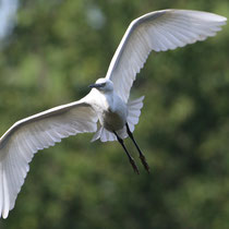 Aigrette garzette