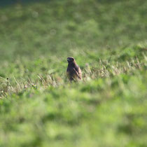 Buse variable