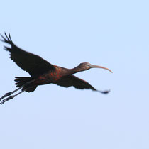 Ibis falcinelle