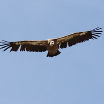 Vautour fauve