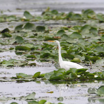 Grande aigrette