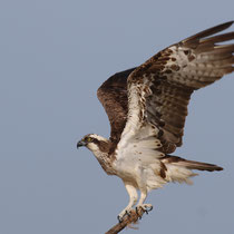 Balbuzard pêcheur