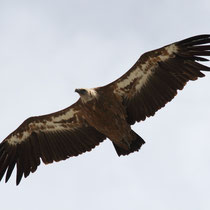 Vautour fauve