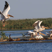 Pélicans blancs