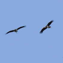 Cigognes noires