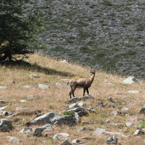 Chamois