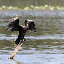 Grand Cormoran