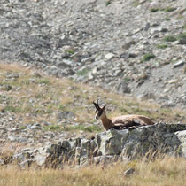 Chamois