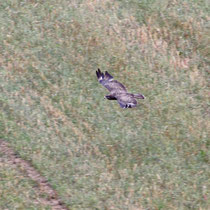 Buse variable