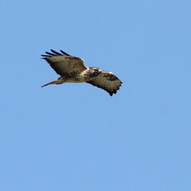 Buse variable