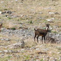 Chamois
