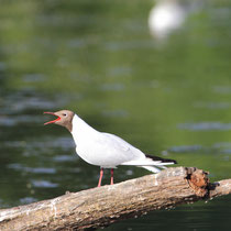 Mouette rieuse