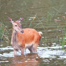 Biche