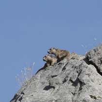 Marmottes