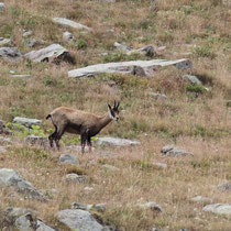 Chamois