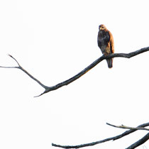Buse variable