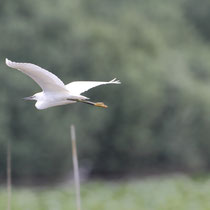 Aigrette garzette