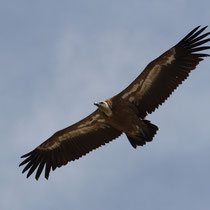Vautour fauve dans le Mercantour
