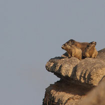 Marmottes