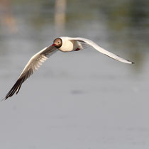 Mouette rieuse