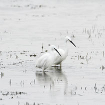 Aigrette garzette