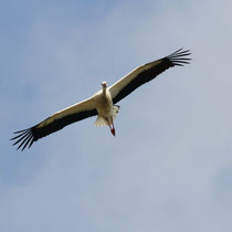 Cigogne blanches