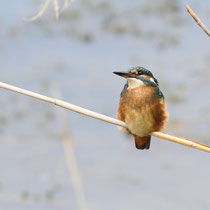 Martin-pêcheur