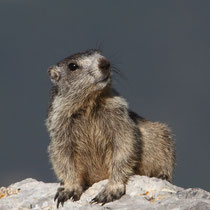 Marmotte