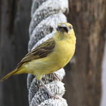 Tisserin minule 